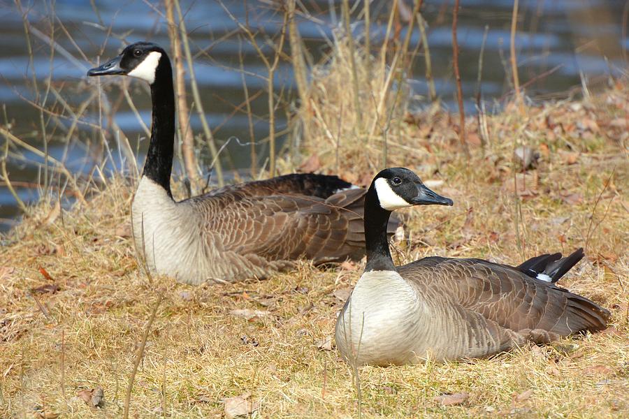 Canada Geese at Rest by Dylan Lees Canada Geese at Rest by Dylan Lees