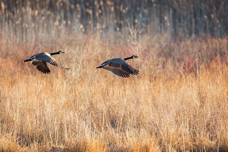 Geese Photograph - Canada Geese by Bill Wakeley
