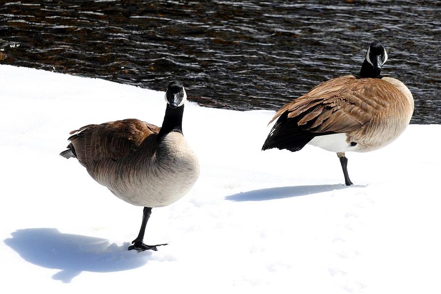Canada Geese - Cold Feet Photograph by Marilyn Burton