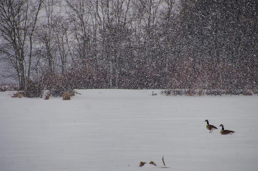 Canada Geese During a Snowfall Photograph by Beth Sawickie