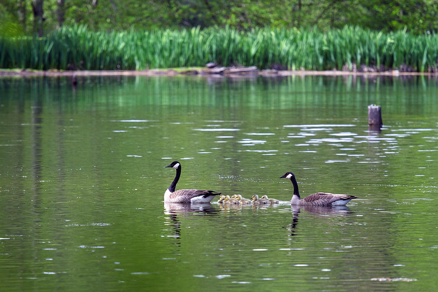 Canada Geese Family Photograph by Michael Russell