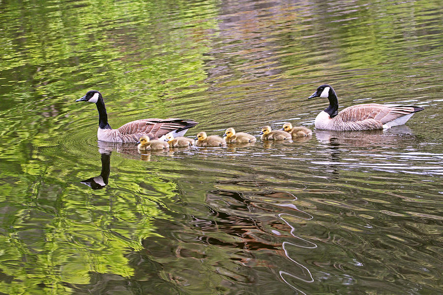 Canada Geese Family Photograph by Peggy Collins