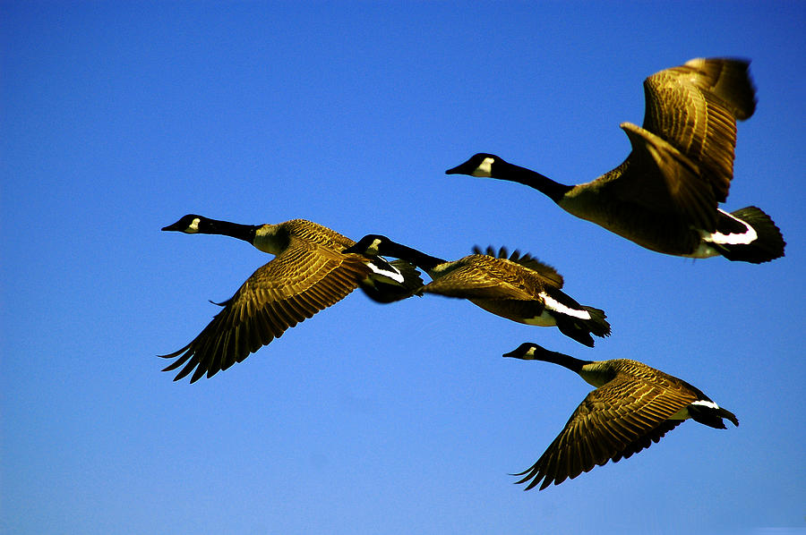 Canada Geese Fly Over Ocean City MD Photograph by Bill Swartwout