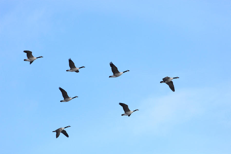 Canada geese flying Photograph by Ulrich Kunst And Bettina Scheidulin