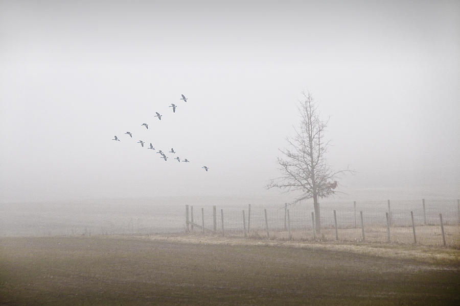 Canada Geese Flying on a Foggy Morning Photograph by Randall Nyhof