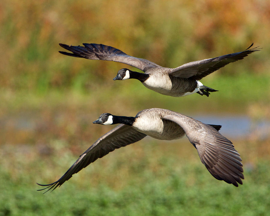 Bird Photograph - Canada Geese Flying by Steve Kaye