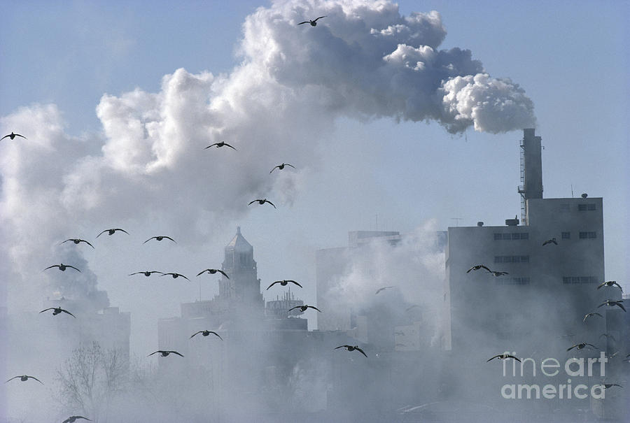 Canada Geese Flying Through Polluted Air Photograph by Gregory K Scott