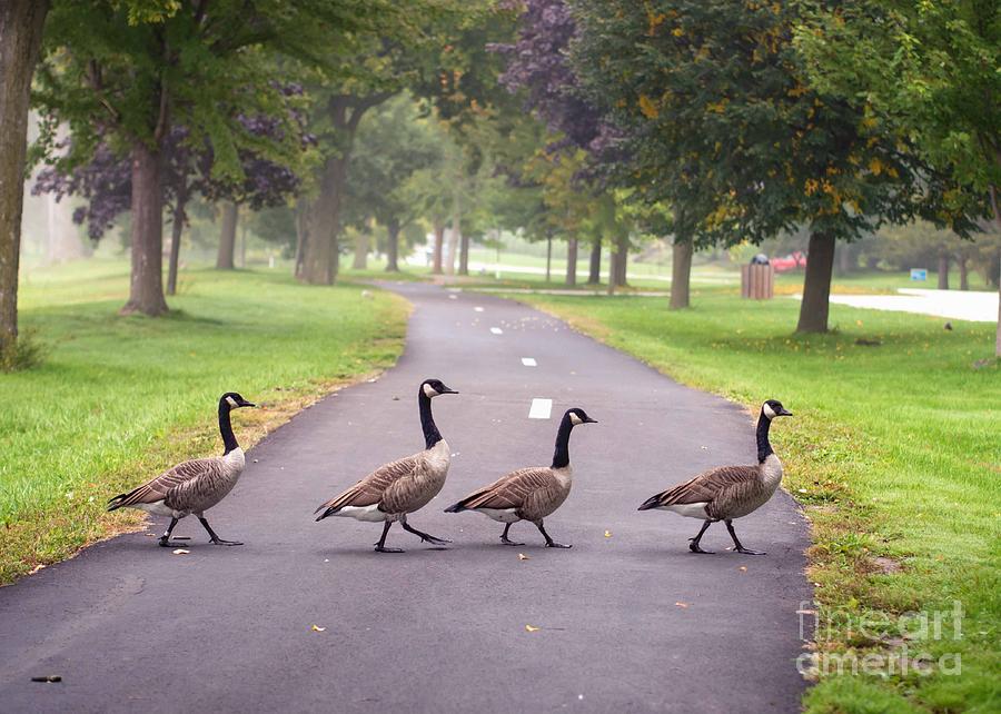 Canada Geese Four In A Row Photograph by Kari Yearous
