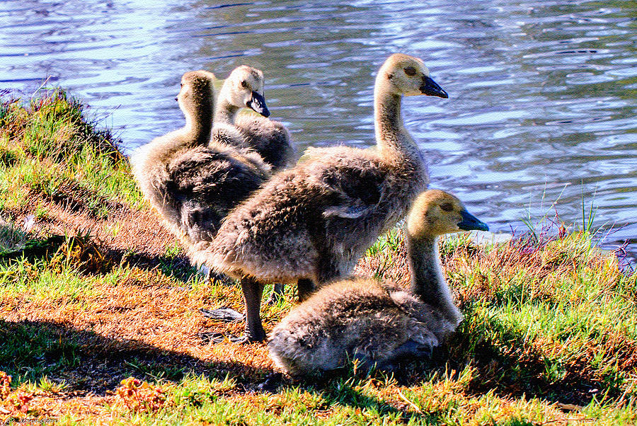 Geese Photograph - Canada Geese Goslings by Bob and Nadine Johnston