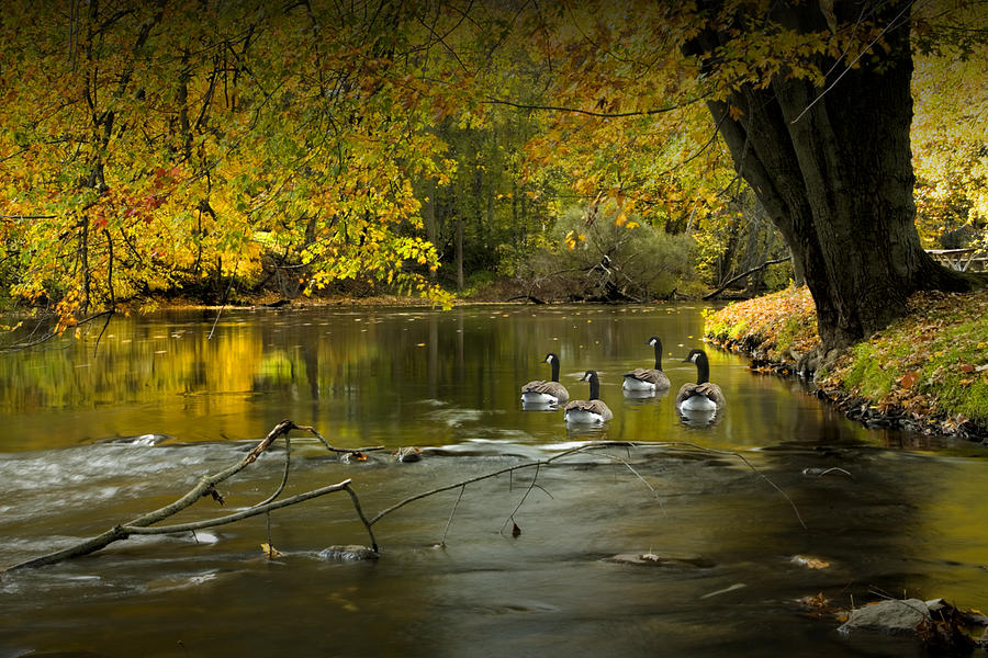 Canada Geese in Autumn swimming on the Thornapple River Photograph by Randall Nyhof