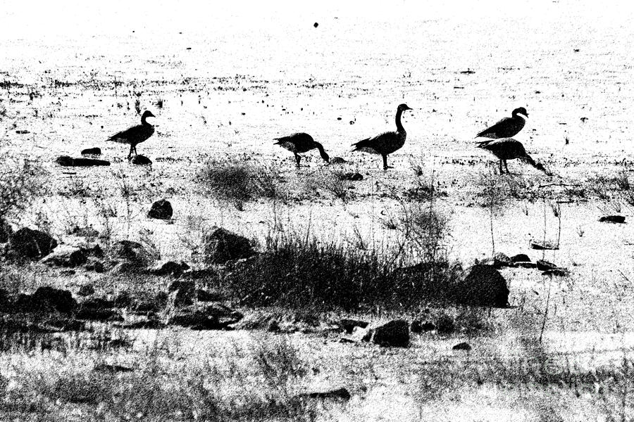 Canada Geese in Black and White Photograph by Betty LaRue
