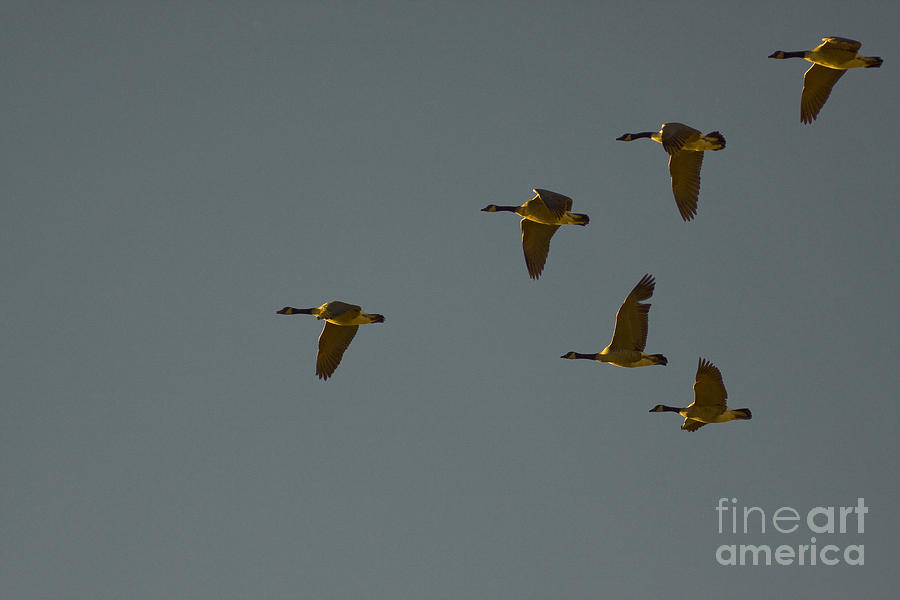 Canada Geese In Flight  #6767 Photograph by J L Woody Wooden