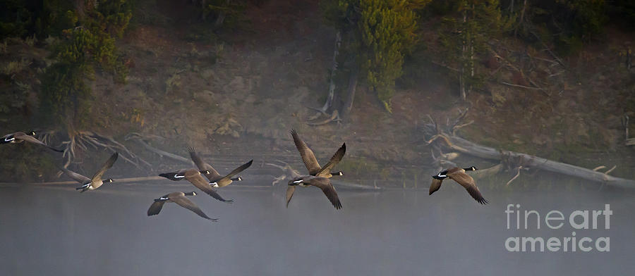 Canada Geese In Flight  #8606 Photograph by J L Woody Wooden