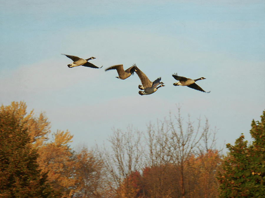 Canada Geese In Flight Photograph by Francois Dion