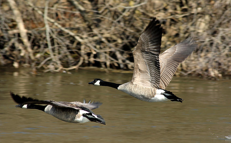 Geese Photograph - In Flight Canada Geese by Debbie Oppermann