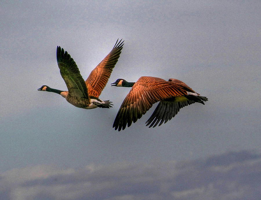 Bird Photograph - Canada Geese in Flight by Larry Trupp