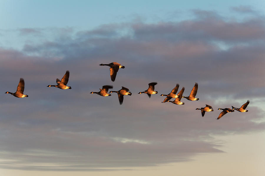 Canada Geese In Flight Manitoba, Canada Photograph By Carl Bruemmer 