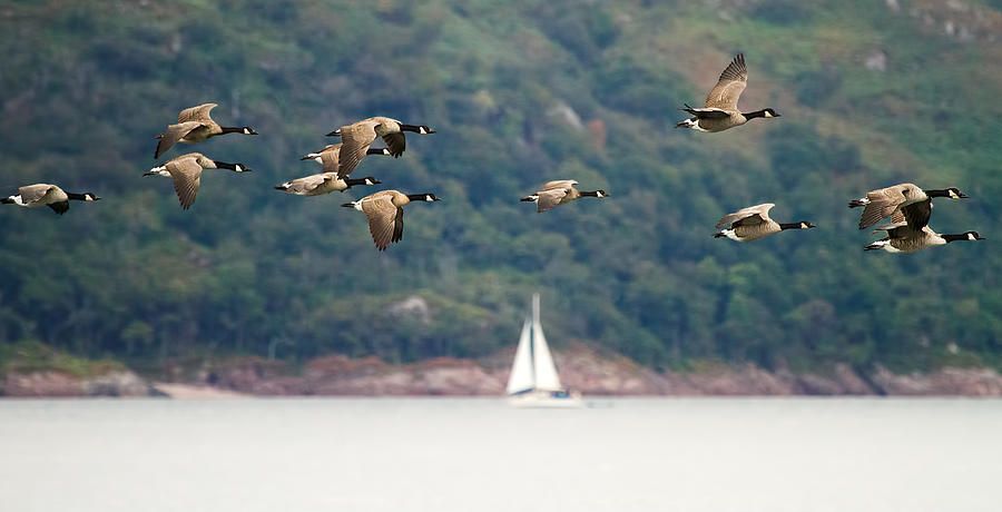 Animal Photograph - Canada Geese in flight Mull Scotland by Mr Bennett Kent