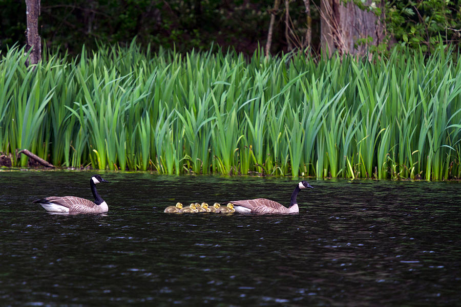 Canada Geese in Mclean Pond Photograph by Michael Russell