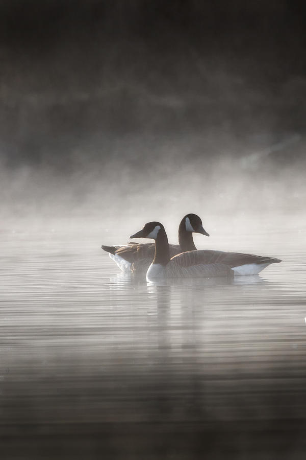 Canada Geese In The Fog Photograph by Bill Wakeley