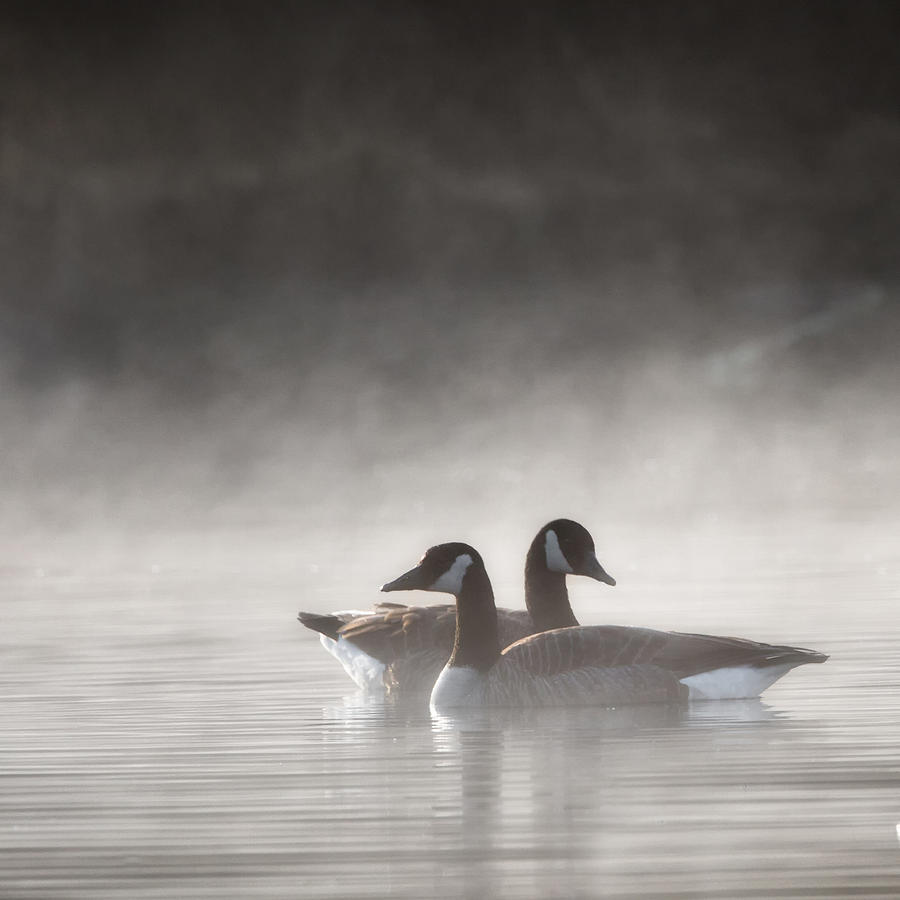Canada Geese In The Fog Square Photograph by Bill Wakeley