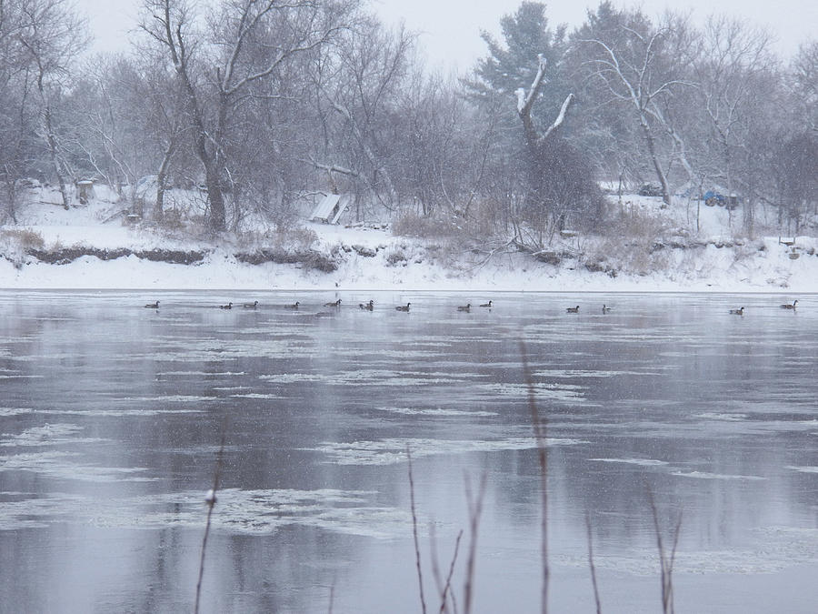 Canada Geese in the Winter III Photograph by Corinne Elizabeth Cowherd