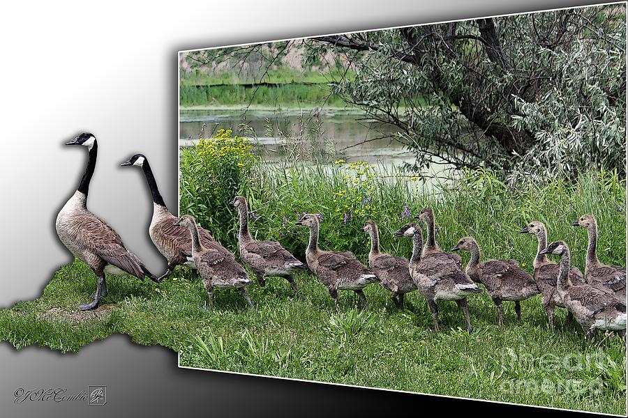 Geese Digital Art - Canada Geese by J McCombie