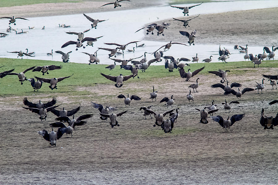 Canada Geese Landing Photograph by Brian Williamson - Fine Art America