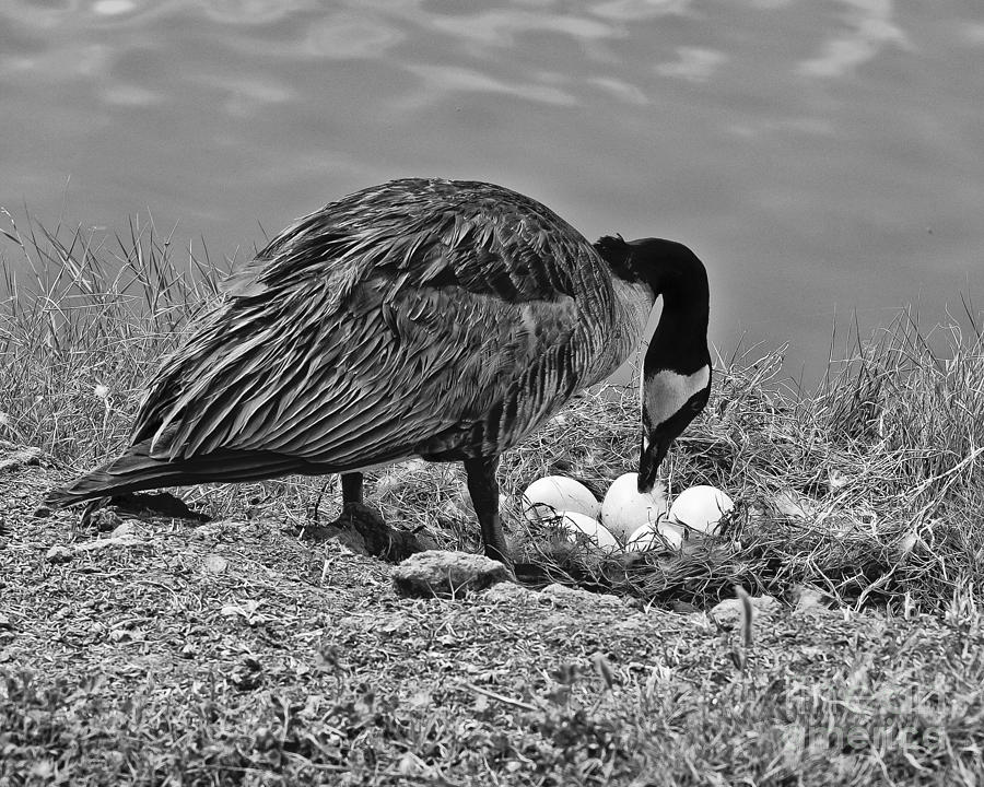 Canada Geese Nesting Photograph by Bob and Nadine Johnston - Fine Art