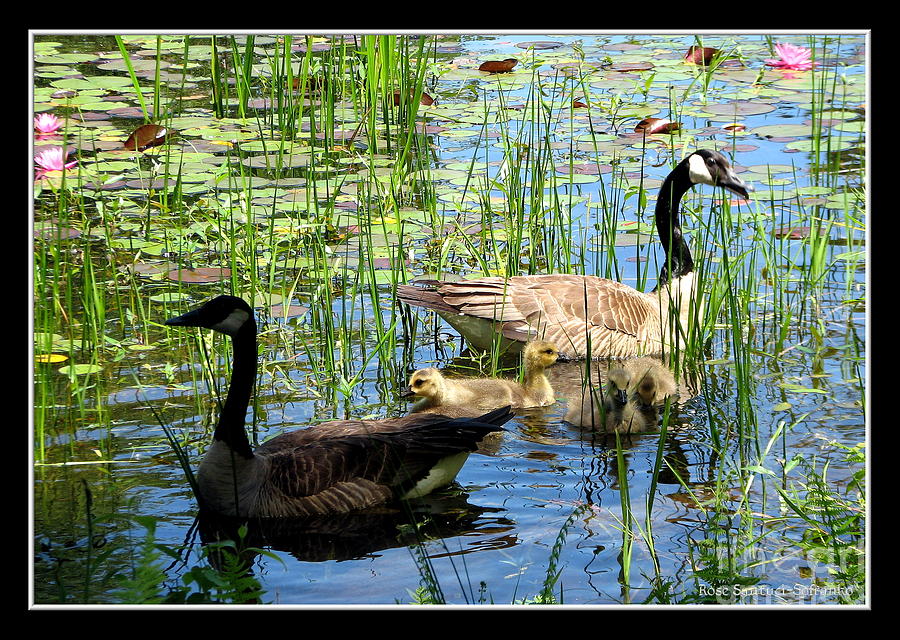 Canada Geese on Lily Pond at Reinstein Woods Photograph by Rose Santuci-Sofranko