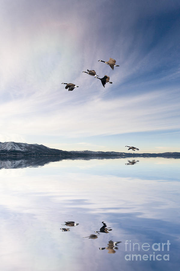 Canada Geese Over Lake Digital Art by Susan Gary
