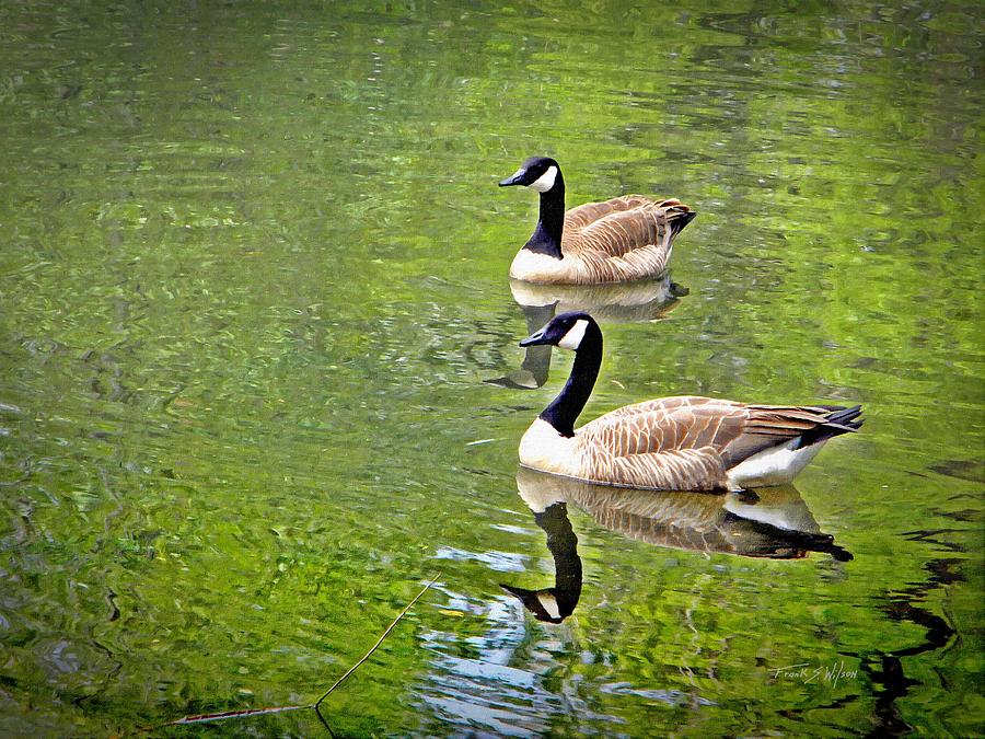 Canada Geese Pair Photograph by Frank Wilson