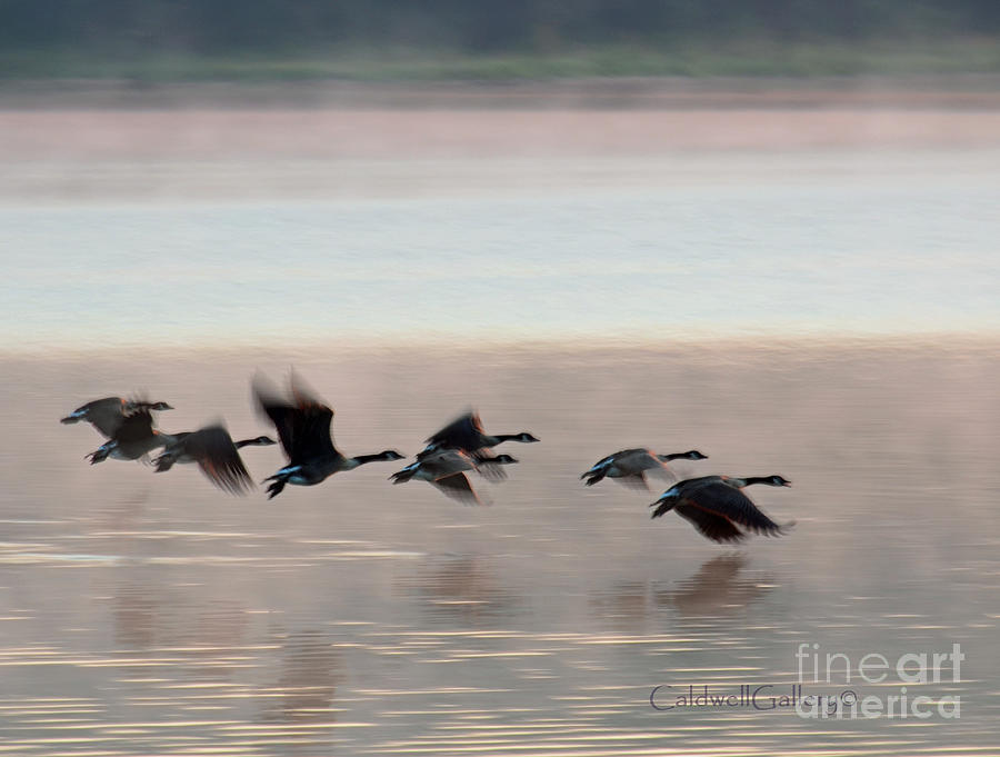 Canada Geese Photograph by Patricia Caldwell