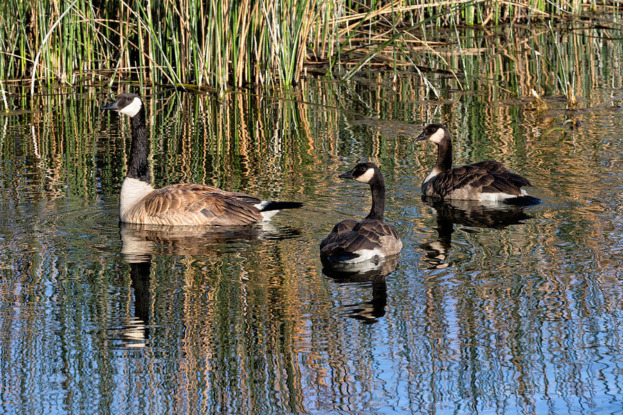 Canada Geese Reflections Photograph by Kathleen Bishop