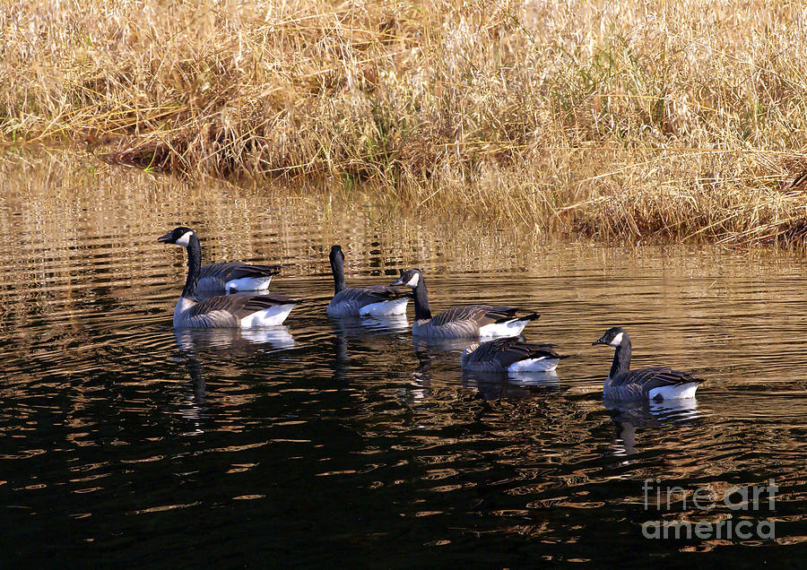 Canada Geese Photograph by Sharon Talson