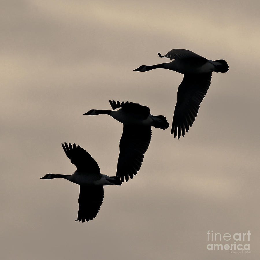 Bird Photograph - Canada Geese Silhouette 2  by Ray G Foster