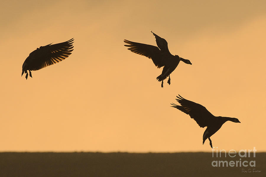 Bird Photograph - Canada Geese Silhouette 4  by Ray G Foster