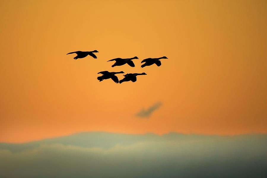 Bird Photograph - Canada Geese by Simon Booth