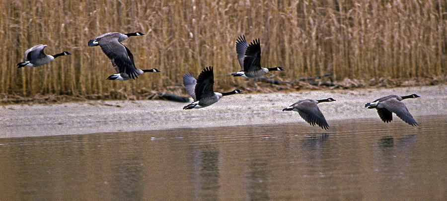 Canada Geese Photograph by Skip Willits