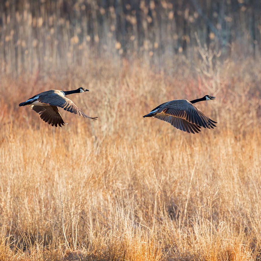 Geese Photograph - Canada Geese Square by Bill Wakeley