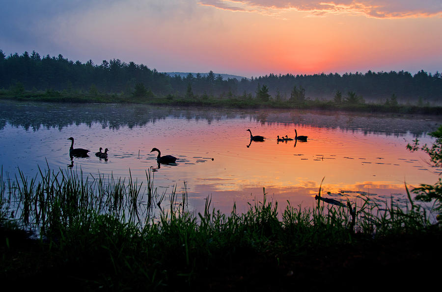 Canada Geese Sunrise Photograph by Donna Doherty