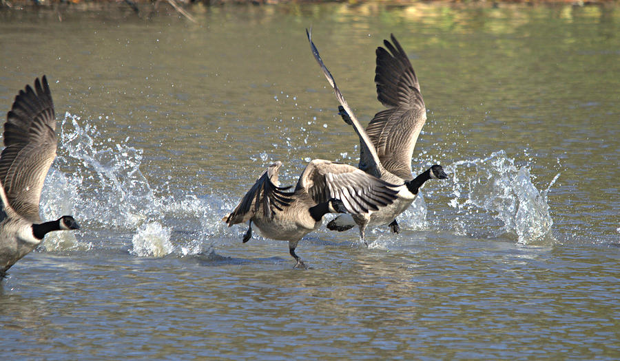 Canada Geese Takeoff Photograph
