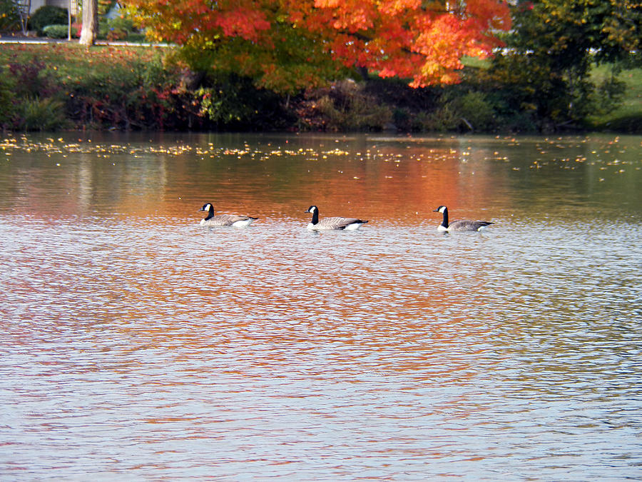 Canada Geese Trio on Orange Water Photograph by Corinne Elizabeth Cowherd
