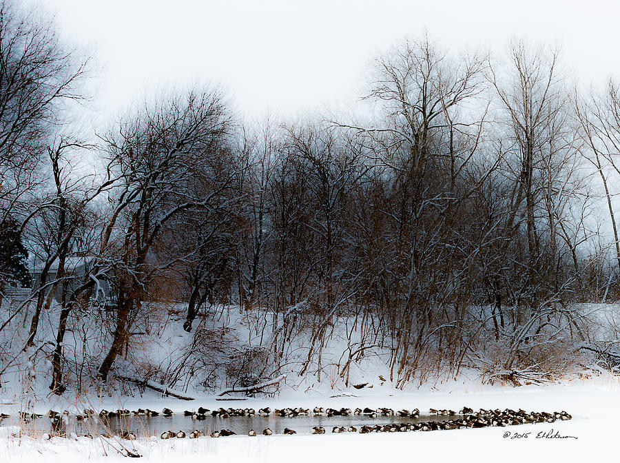 Canada Geese Waiting Photograph by Ed Peterson