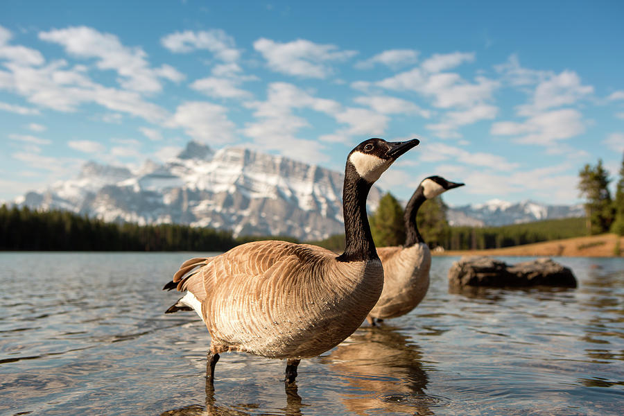 Mountain Photograph - Canada Geese Walk Through Shallows by Graham Twomey / TFA