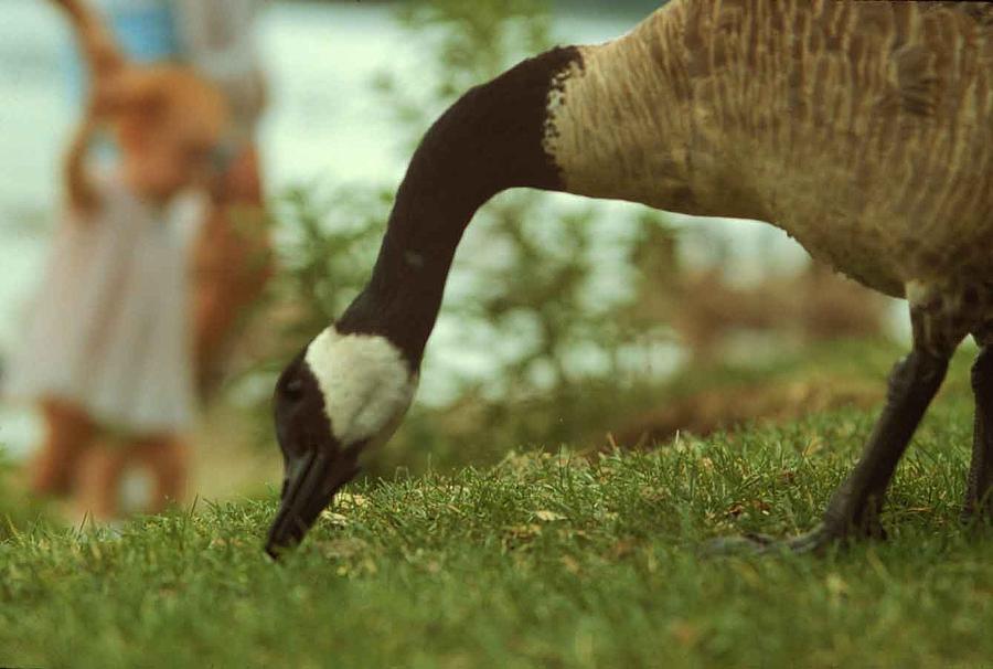 Canada Goose #2 Photograph by Lonnie Paulson