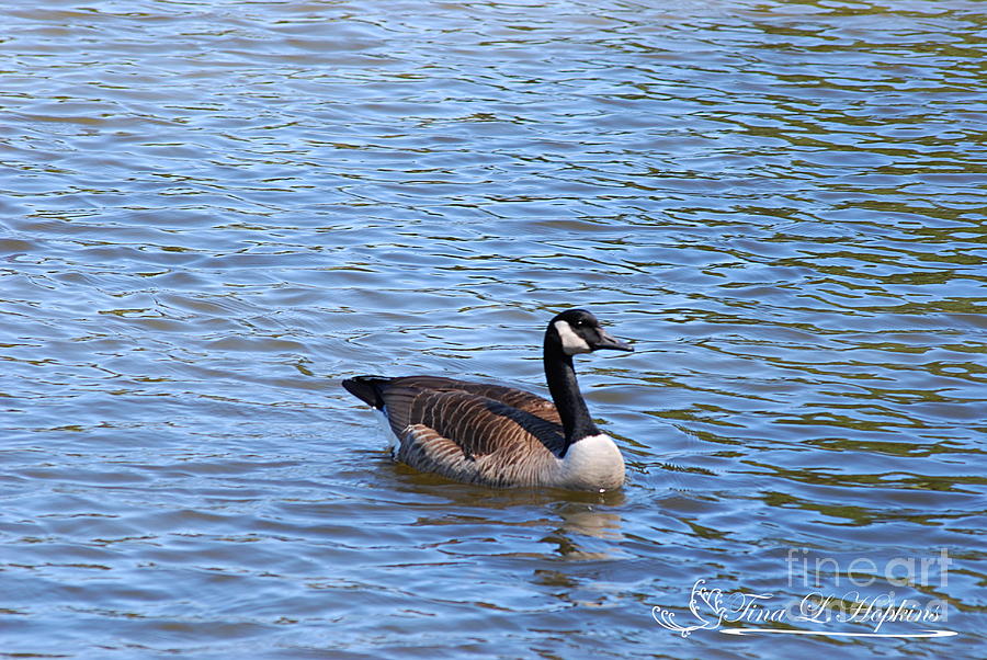 Canada Goose 20120406_48a Photograph by Tina Hopkins