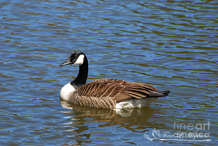 Canada Goose 20120406_82a Photograph by Tina Hopkins