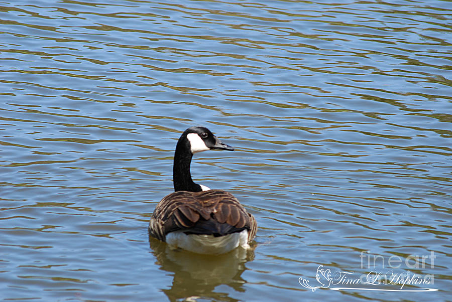 Canada Goose 20120406_84a Photograph by Tina Hopkins
