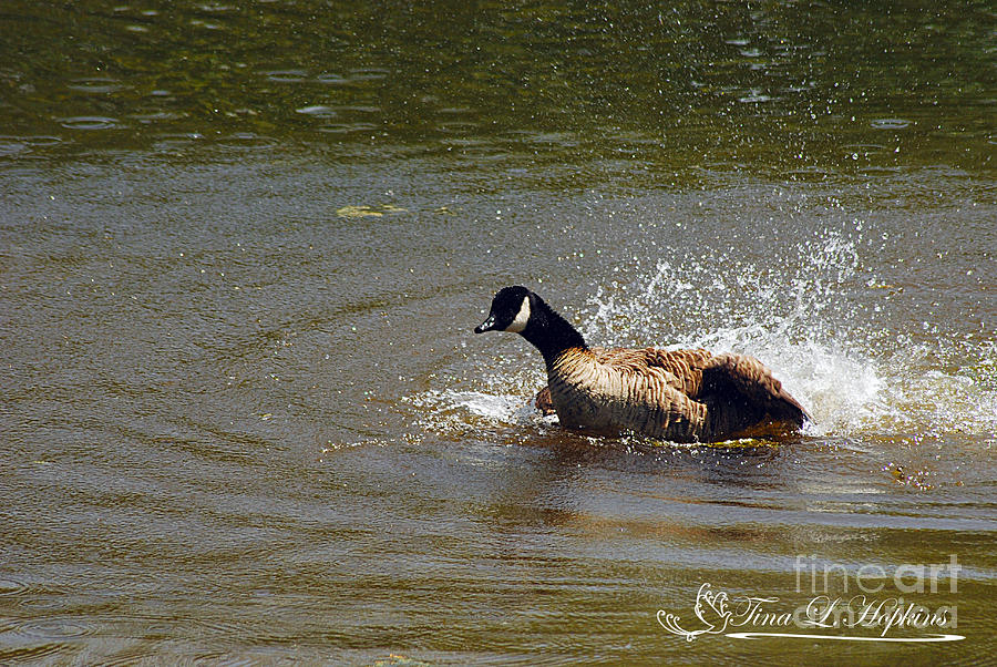 Canada Goose 20120430a_42a Photograph by Tina Hopkins